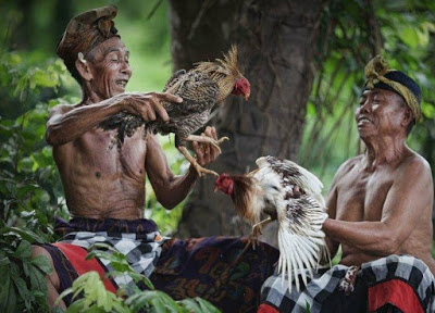 Turnamen Sabung Ayam Terbesar dan Terpopuler di Asia Tenggara